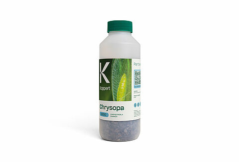 크리소파(Chrysopa)