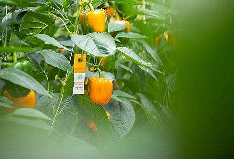 제품 알레르기에 대한 예방 조치