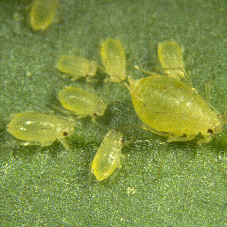 Green peach aphid Myzus persicae subsp. persicae