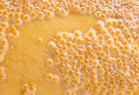 흰유리깍지벌레