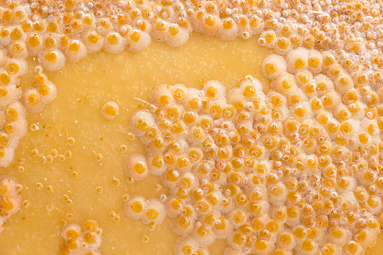 Oleander scale Aspidiotus nerii