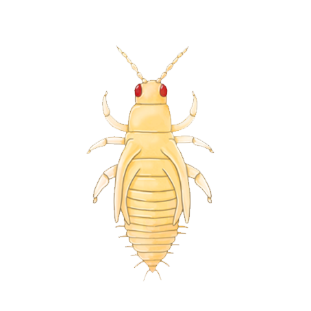 Frankliniella occidentalis pupa