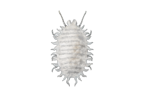 깍지벌레(Mealybugs and scales)