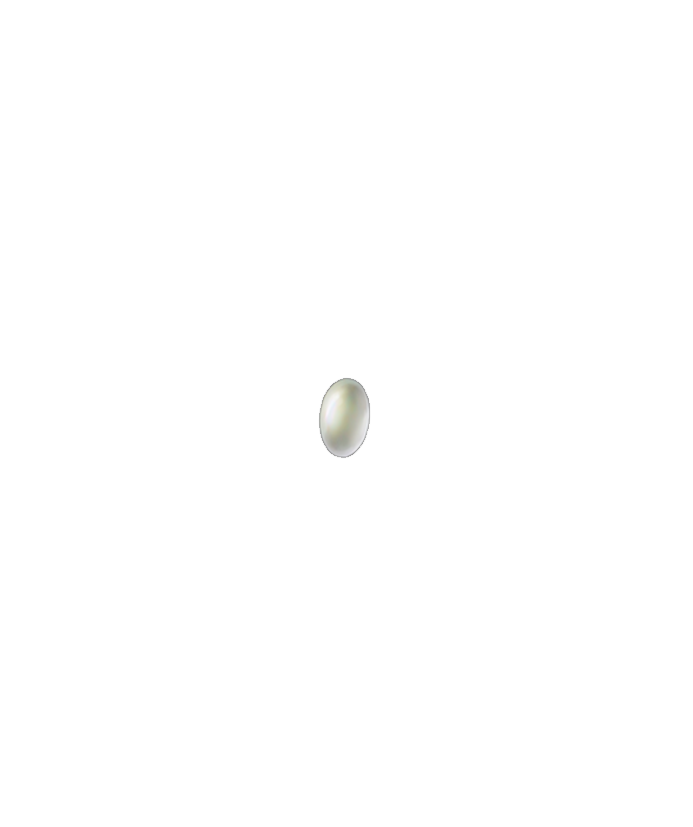 Bradysia paupera egg
