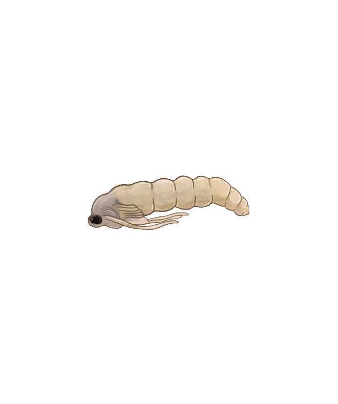 Bradysia paupera pupa