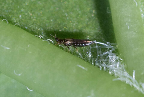 엉겅퀴총채벌레