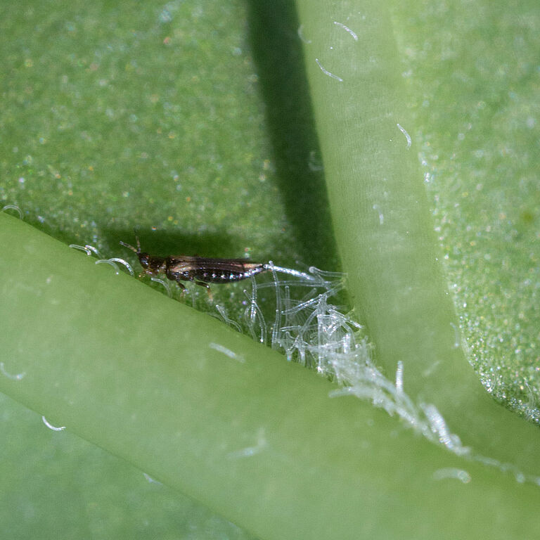 Japanese flower thrips Thrips setosus