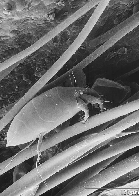 시클라멘먼지응애