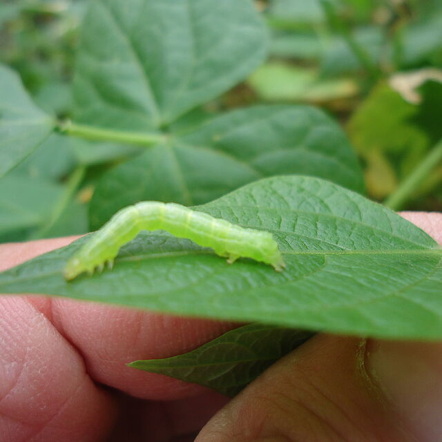 Soybean looper Chrysodeixis includens Larva