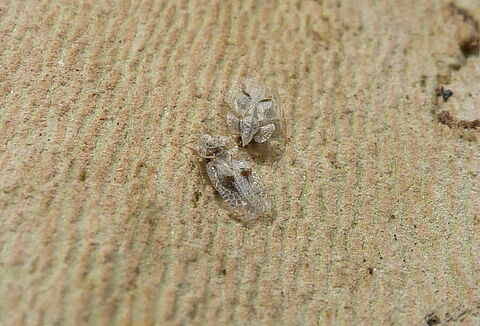 버즘나무방패벌레