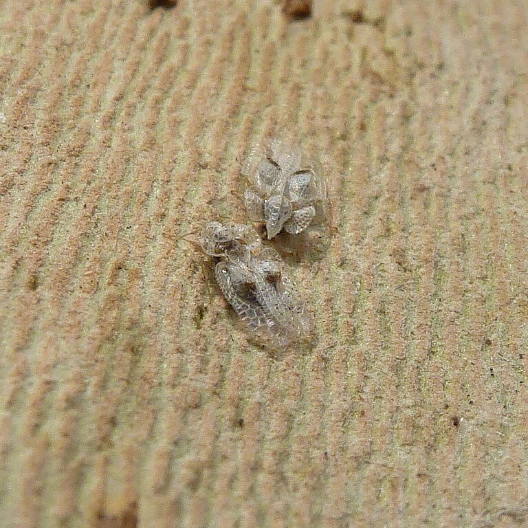 Sycamore lace bug Corythucha ciliata on rhytidomes
