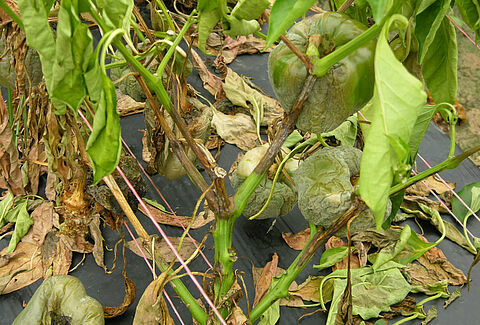 고추역병(Blight of pepper)