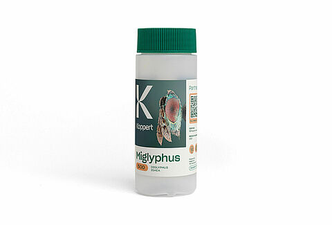 미글리퍼스(Miglyphus)
