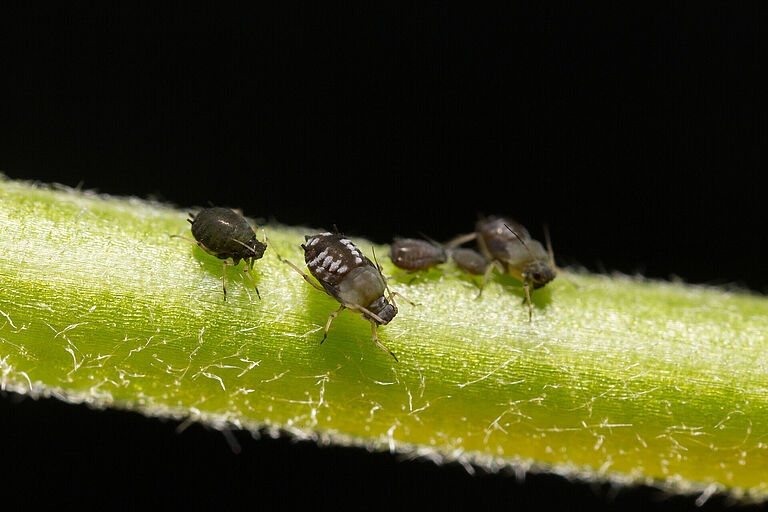 Black bean aphid Aphis fabae on stem