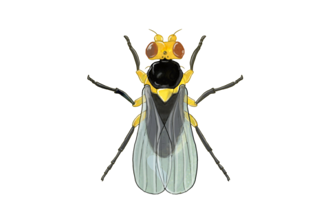 잎굴파리(Leaf miners)