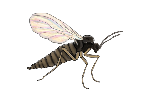파리(Flies)