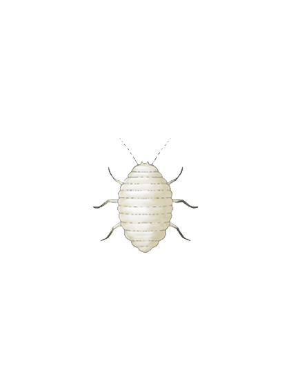 Planococcus citri first instar nymph