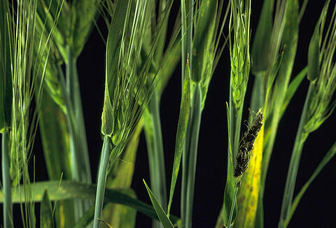 보리겉깜부기병