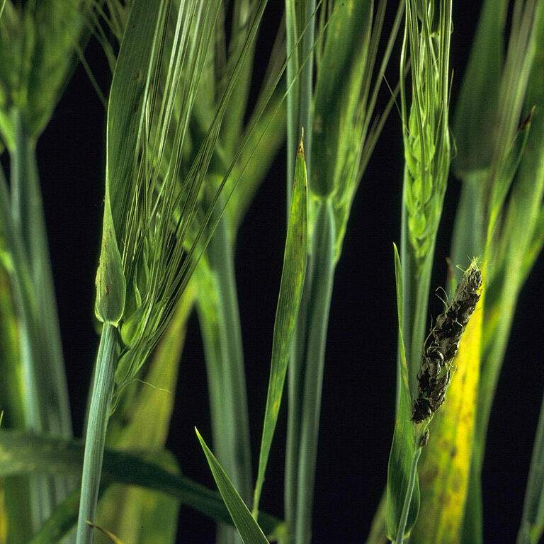 Loose Barley Smut Ustilago nuda hordei