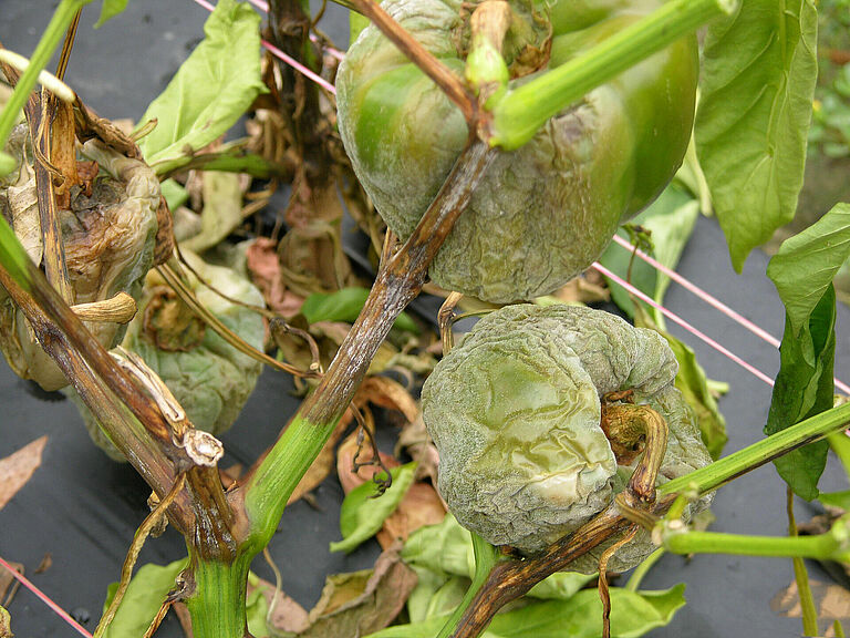 Pepper damage caused by Stem and fruit rot of Capsicum Phytophthora capsici
