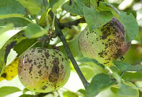 사과검은별무늬병