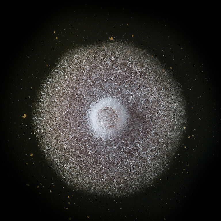 Basal rot Fusarium oxysporum grown in petri dish