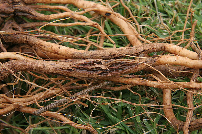 Brown root: Tomato rot Pyrenochaeta lycopersici