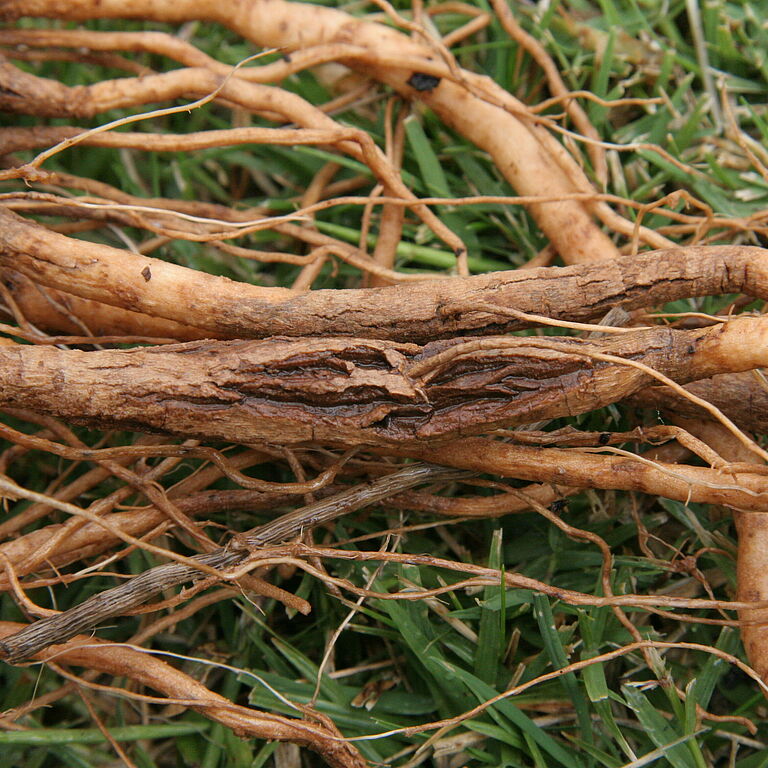 Brown root: Tomato rot Pyrenochaeta lycopersici