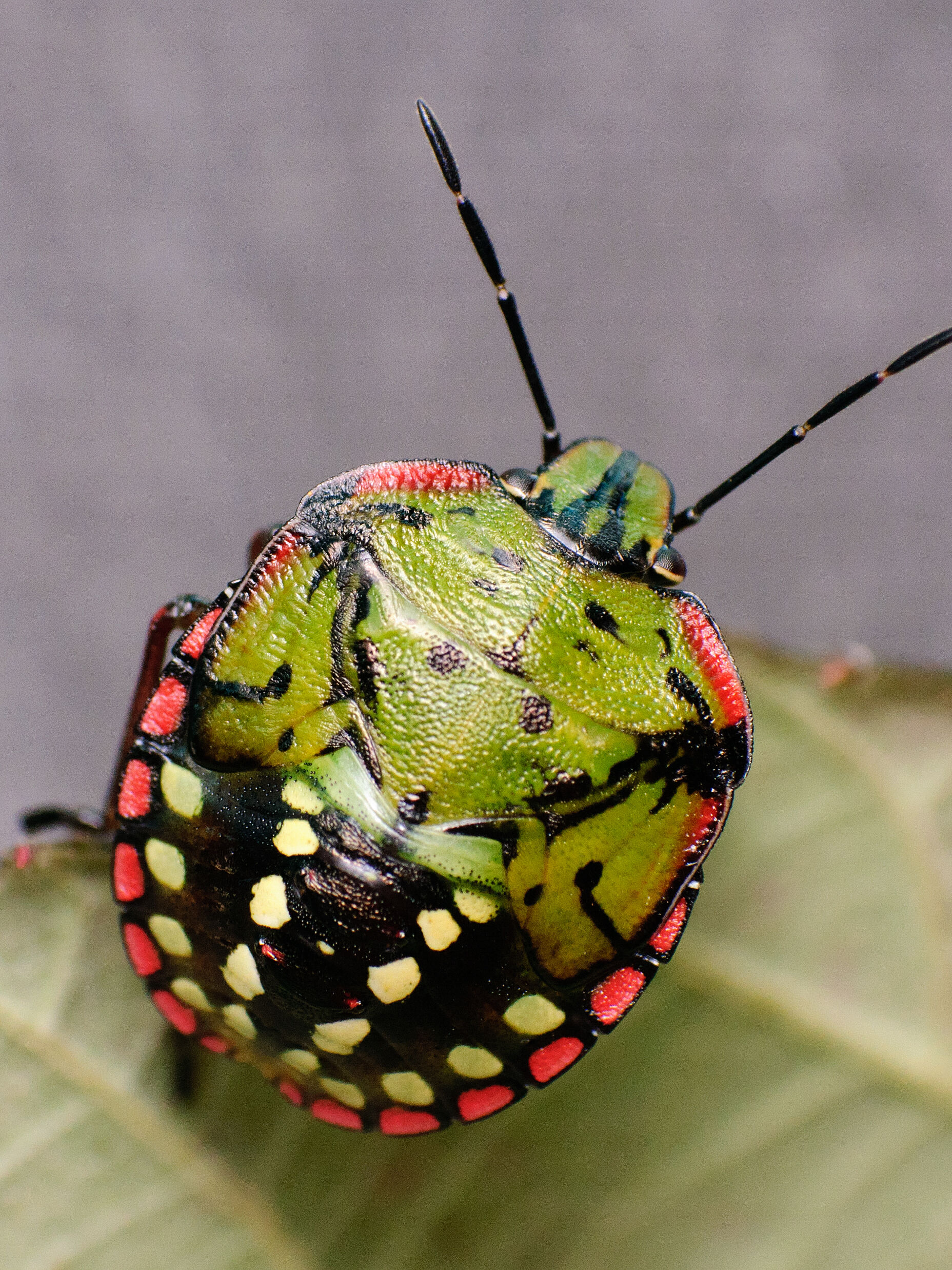수동 재배용 조명