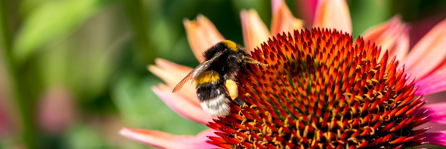 서양뒤영벌(나투벌) 쏘임