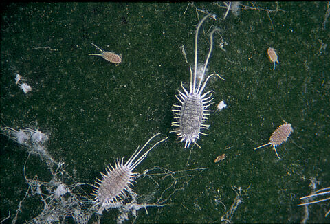 긴꼬리가루깍지벌레