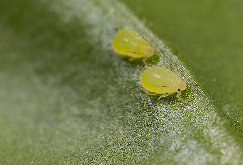 Buckthorn-potato aphid