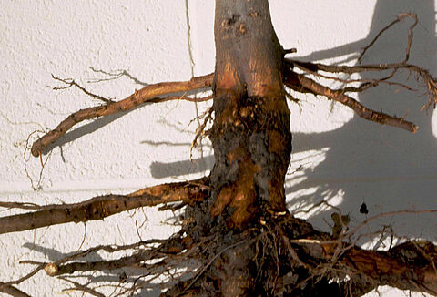 사과 역병(Apple collar rot)