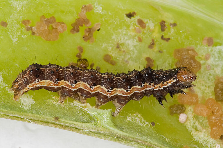 Larva of the Cotton bollworm Helicoverpa armigera