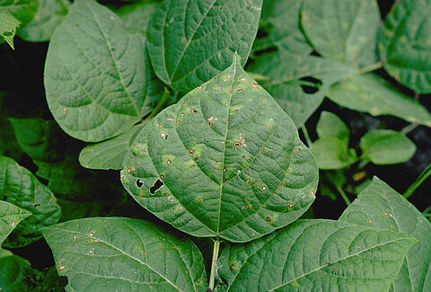 잎집무늬마름병(Thanatephorus cucumeris)
