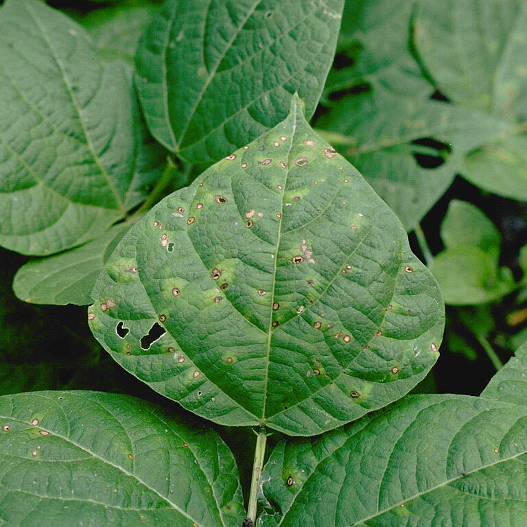 Thanatephorus cucumeris