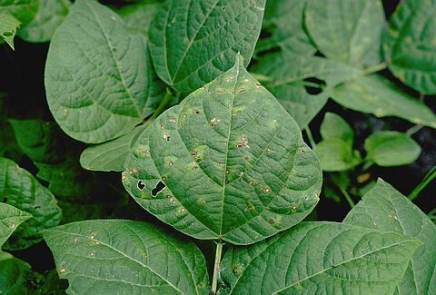 잎집무늬마름병(Thanatephorus cucumeris)