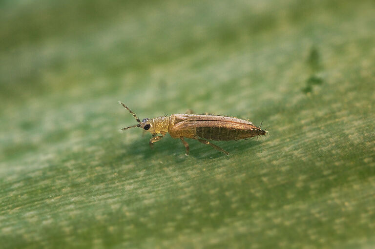 Female Onion thrips Thrips tabaci