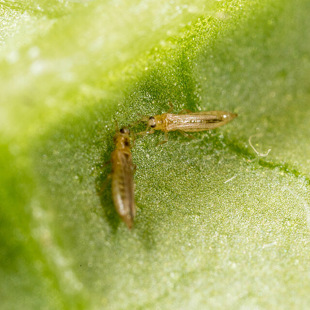 Western Flower Thrips Frankliniella occidentalis on a leaf