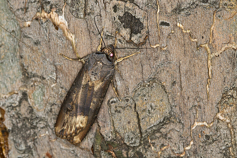 Black cutworm Agrotis ipsilon adult stage