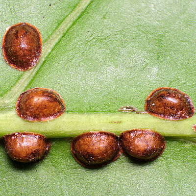 Hemispherical scale Saissetia coffeae