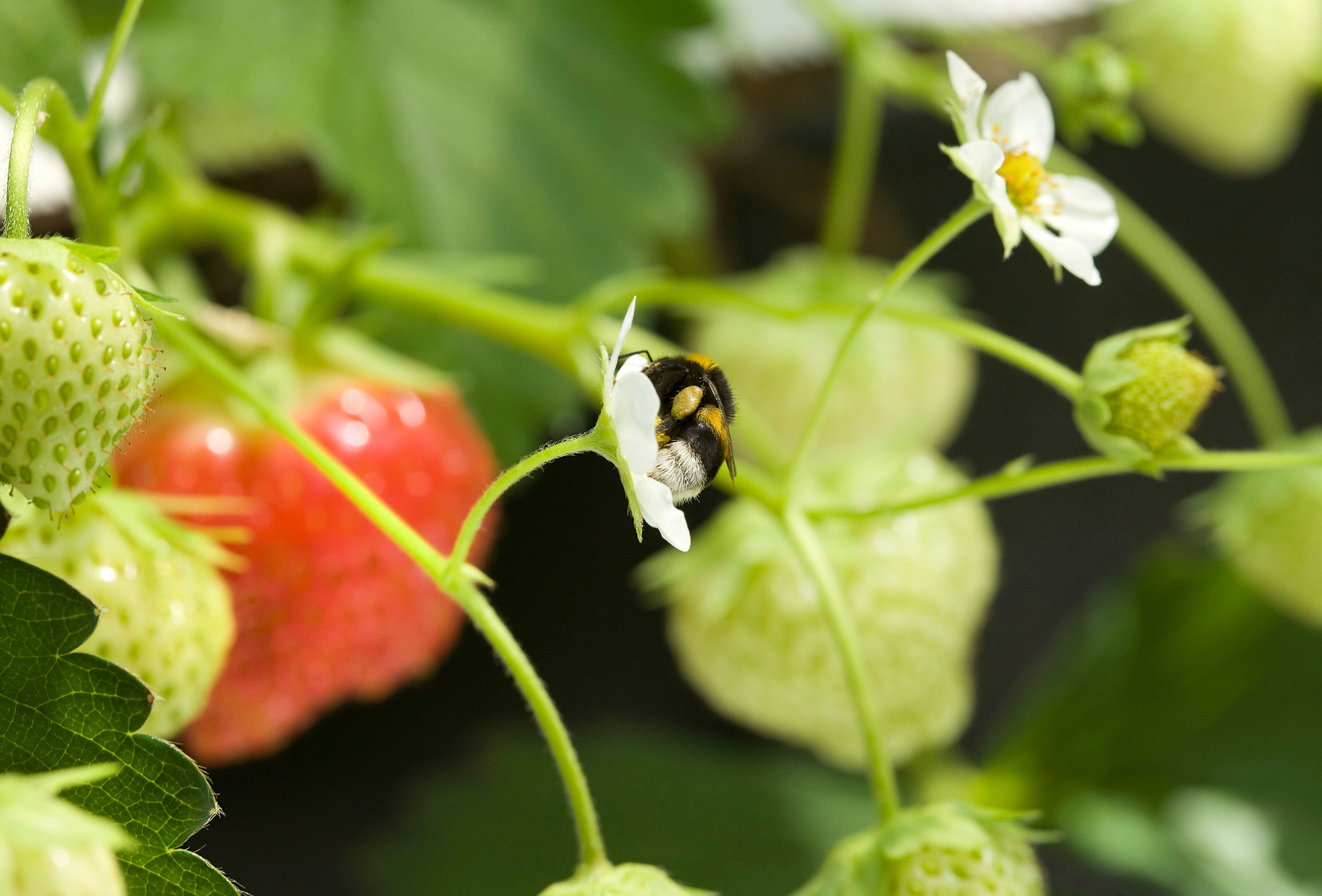 서양뒤영벌(나투벌) 쏘임
