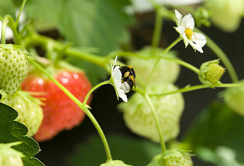 서양뒤영벌(나투벌) 쏘임