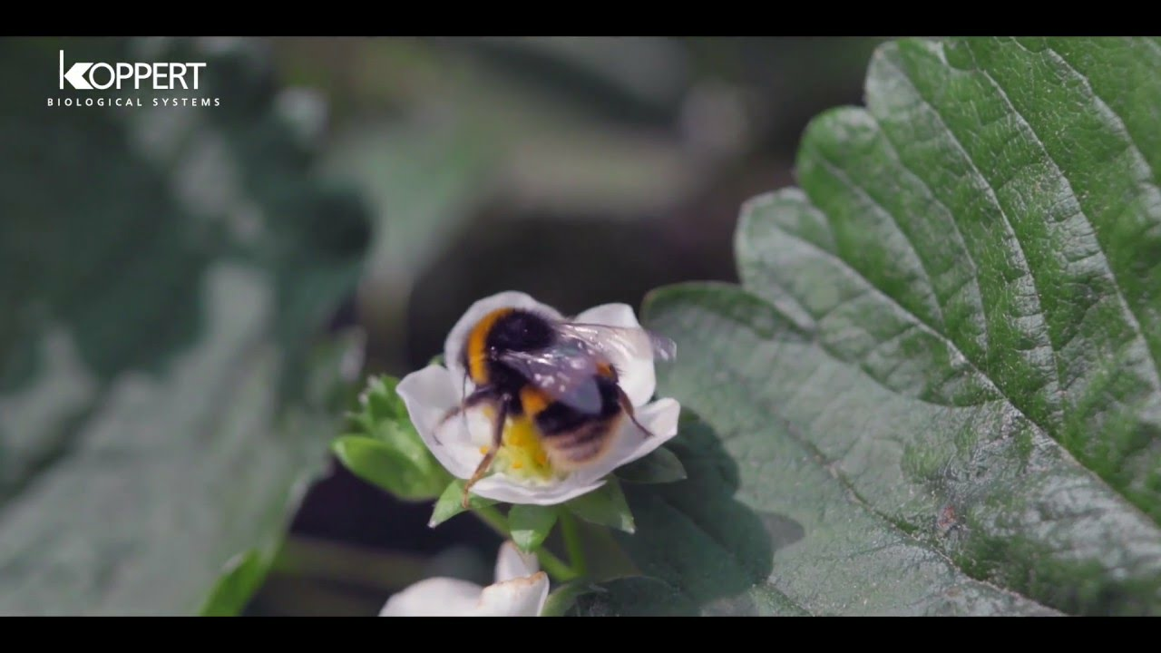 Strawberry pollination with Natupol bumblebees - S&A Produce