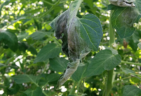 잎마름역병고추 역병