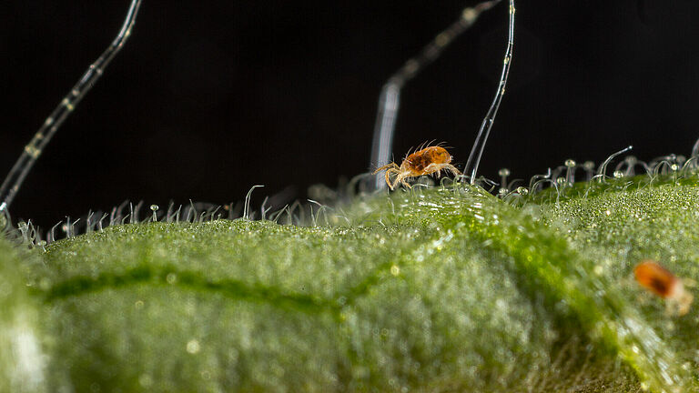 Two-spotted spider mite Tetranychus utricae