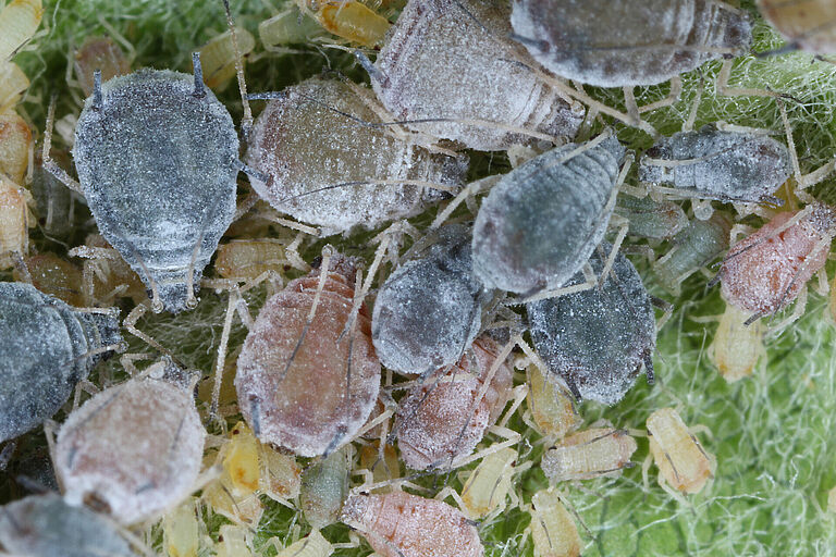 Rosy Apple Aphid Dysaphis plantaginea colony