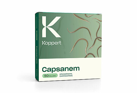 캡사넴(Capsanem)