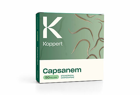 캡사넴(Capsanem)