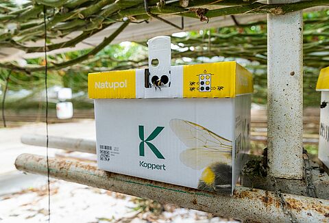 추위 속에서 꿀벌을 보호하는 방법